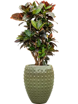 Croton (Codiaeum) variegatum 'Petra' in Laos Office Plant With Pot 143cm Height 29cm Dia