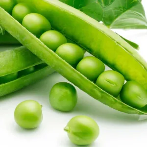 Green Arrow Pea Vegetable Seed