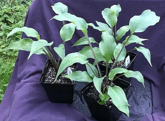 Red Wine Fries Hosta