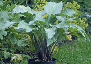 Red Wine Fries Hosta